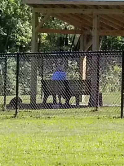 Andersen Dog Park - Schenectady, NY