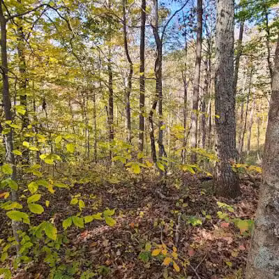 Crown City Wildlife Area - Scottown, OH