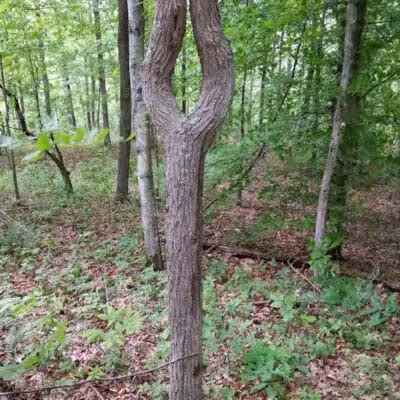 Crown City Wildlife Area - Scottown, OH