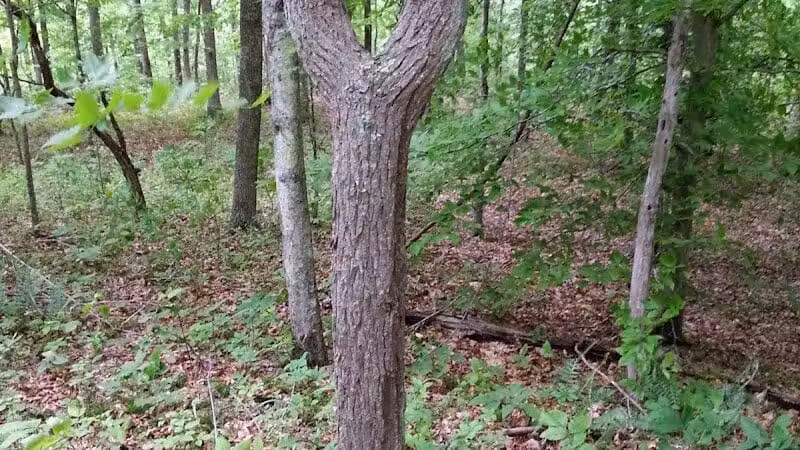 Crown City Wildlife Area - Scottown, OH