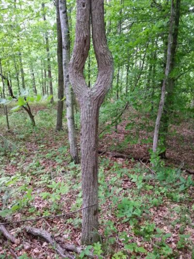 Crown City Wildlife Area - Scottown, OH