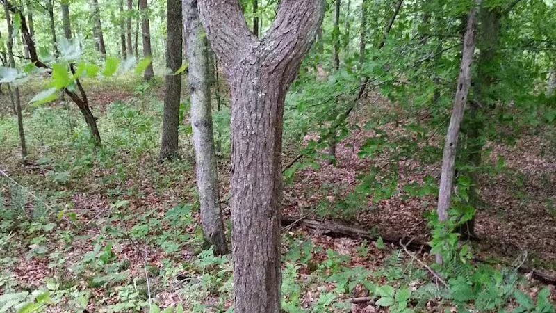 Crown City Wildlife Area - Scottown, OH