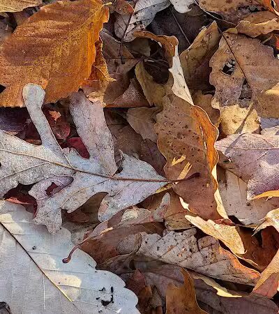 Crown City Wildlife Area - Scottown, OH