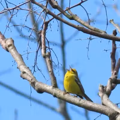 Crown City Wildlife Area - Scottown, OH