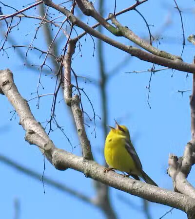Crown City Wildlife Area - Scottown, OH
