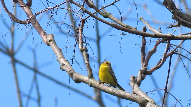 Crown City Wildlife Area - Scottown, OH