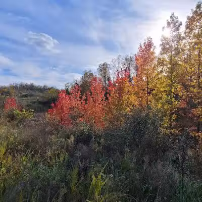 Crown City Wildlife Area - Scottown, OH