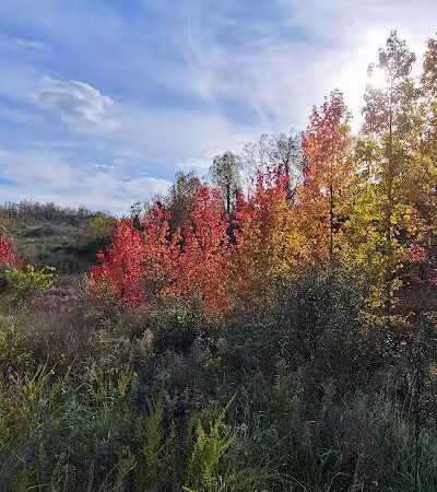 Crown City Wildlife Area - Scottown, OH