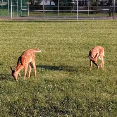 Meijer Park - Seven Hills, OH