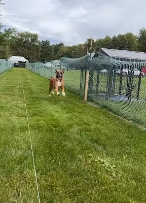Dawg Gone It - Seville, OH