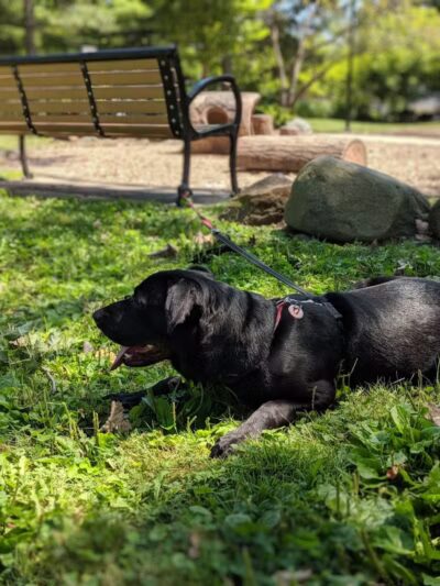 Gridley Triangle Park - Shaker Heights, OH