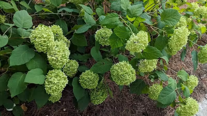 Gridley Triangle Park - Shaker Heights, OH