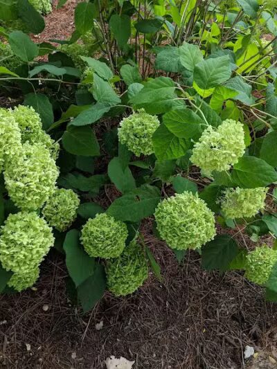 Gridley Triangle Park - Shaker Heights, OH