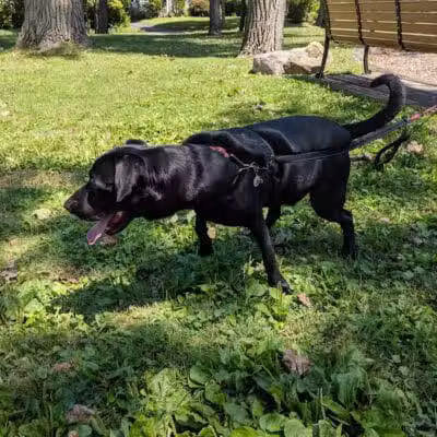 Gridley Triangle Park - Shaker Heights, OH