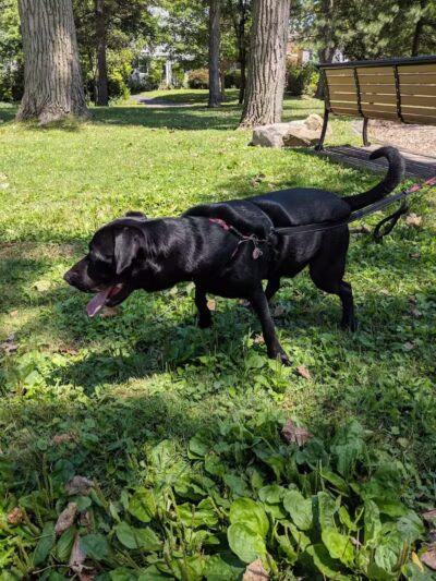 Gridley Triangle Park - Shaker Heights, OH