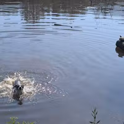 Horseshoe Lake Park - Shaker Heights, OH