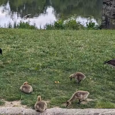 Horseshoe Lake Park - Shaker Heights, OH