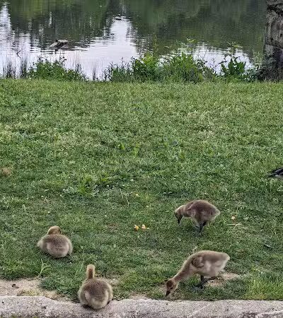 Horseshoe Lake Park - Shaker Heights, OH