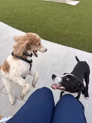 Gorman Dog Park - Sharonville, OH