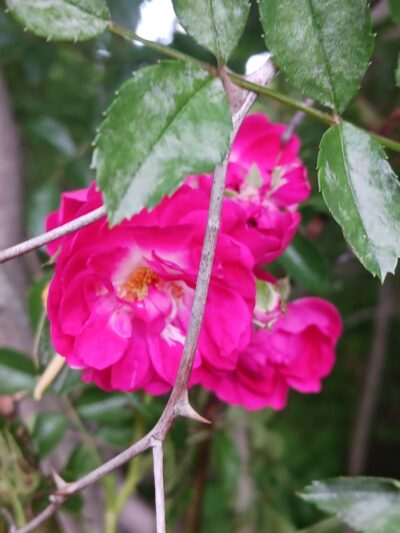 Village of Shawnee Village Park - Shawnee, OH