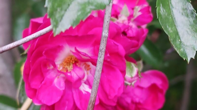 Village of Shawnee Village Park - Shawnee, OH