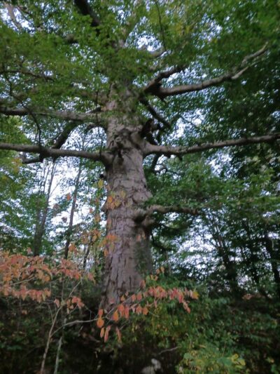 Village of Shawnee Village Park - Shawnee, OH