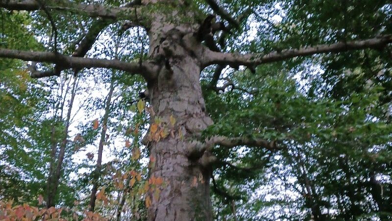 Village of Shawnee Village Park - Shawnee, OH