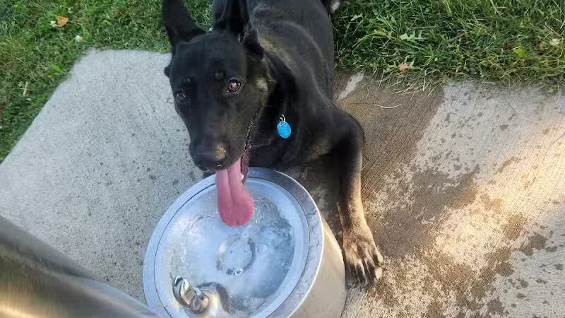 Rabold Parkand Dog Park - Shelby, OH