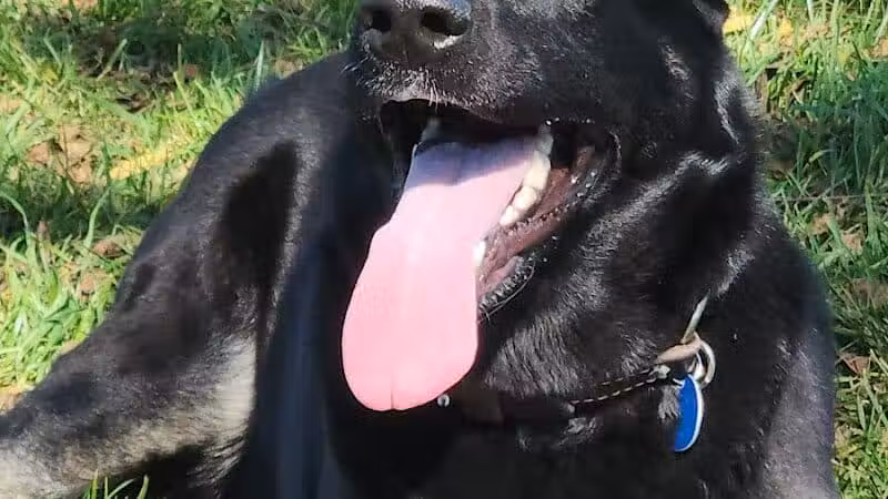 Rabold Parkand Dog Park - Shelby, OH