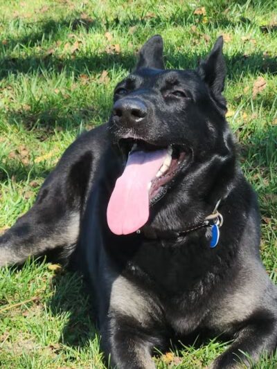 Rabold Parkand Dog Park - Shelby, OH