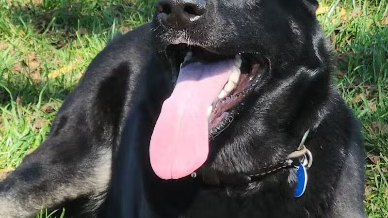 Rabold Parkand Dog Park - Shelby, OH