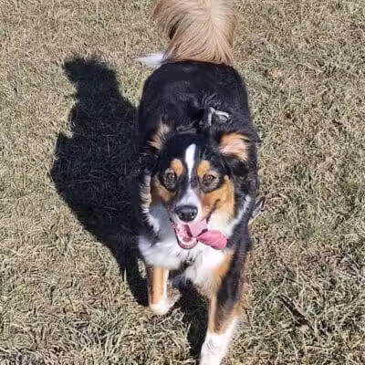 Rabold Parkand Dog Park - Shelby, OH