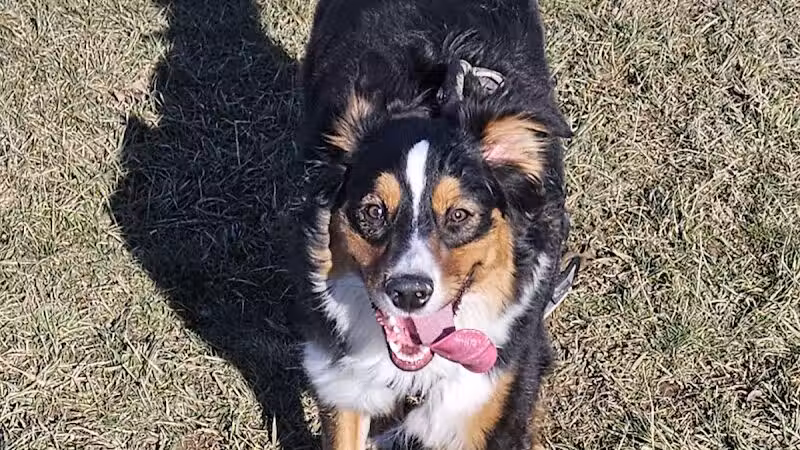 Rabold Parkand Dog Park - Shelby, OH