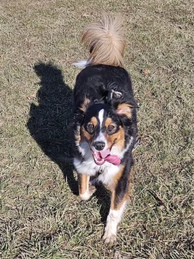 Rabold Parkand Dog Park - Shelby, OH