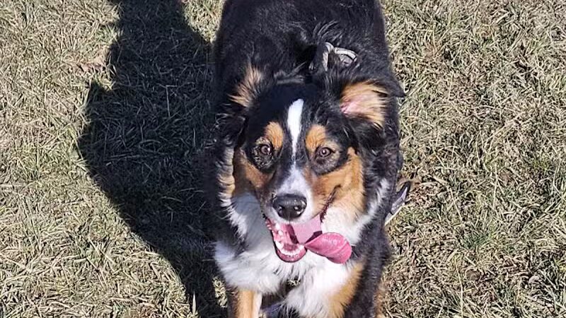 Rabold Parkand Dog Park - Shelby, OH