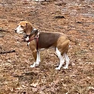 Shelton Dog Park - Shelton, CT