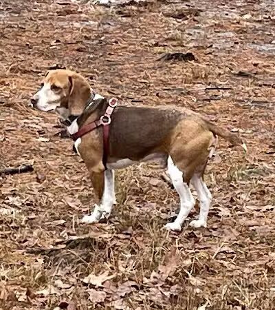 Shelton Dog Park - Shelton, CT