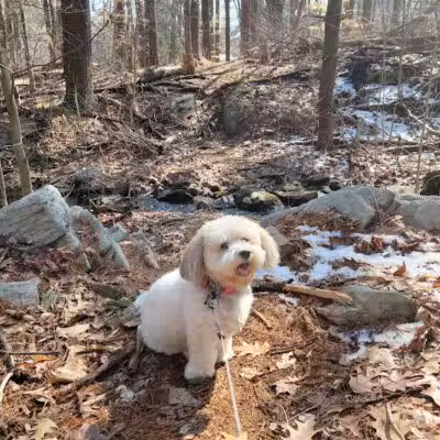 Shelton Dog Park - Shelton, CT