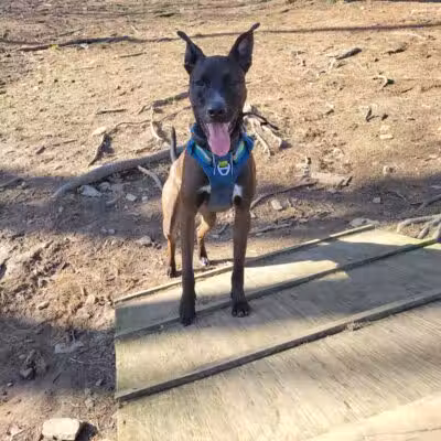 Shelton Dog Park - Shelton, CT