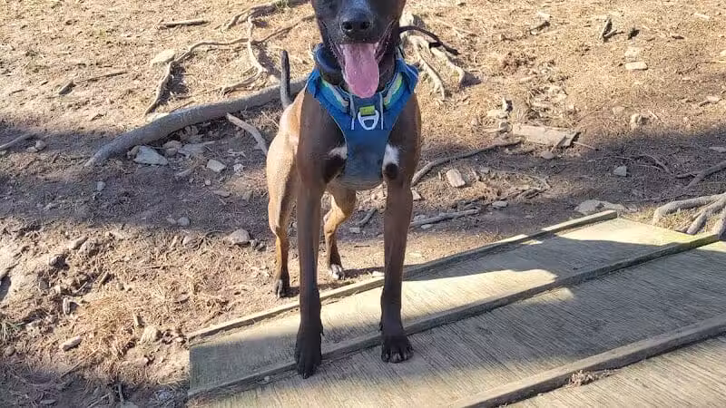 Shelton Dog Park - Shelton, CT