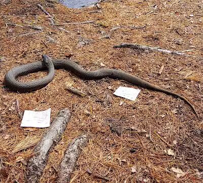 Shelton Dog Park - Shelton, CT