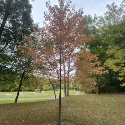 City of Sidney, Ohio Tawawa Park - Sidney, OH