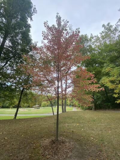 City of Sidney, Ohio Tawawa Park - Sidney, OH