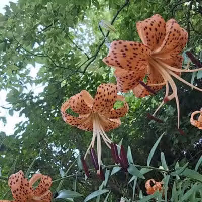 City of Sidney, Ohio Tawawa Park - Sidney, OH