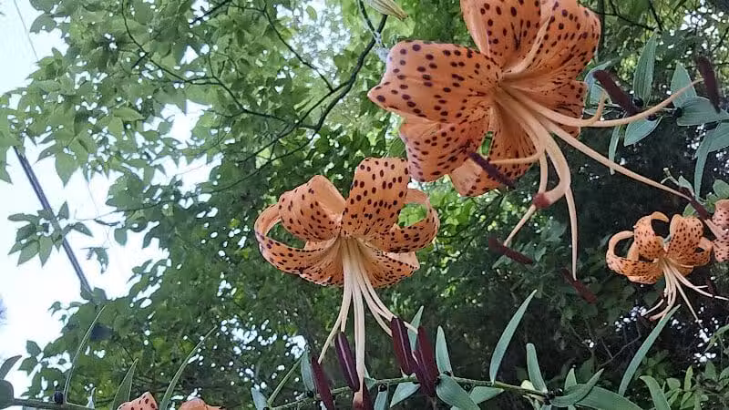 City of Sidney, Ohio Tawawa Park - Sidney, OH