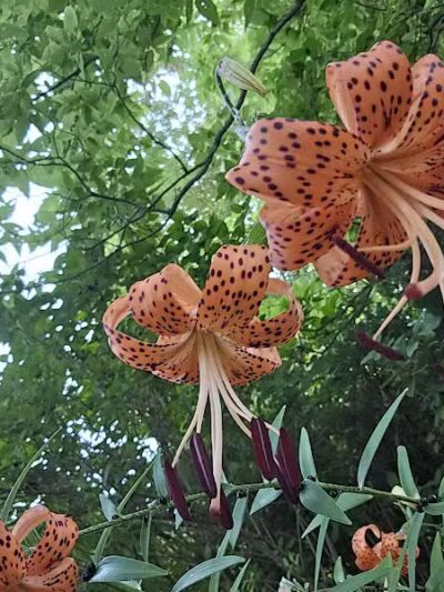 City of Sidney, Ohio Tawawa Park - Sidney, OH