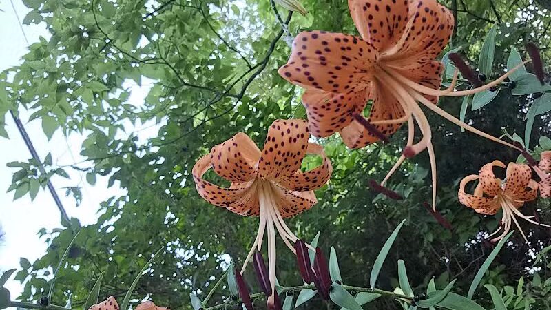 City of Sidney, Ohio Tawawa Park - Sidney, OH