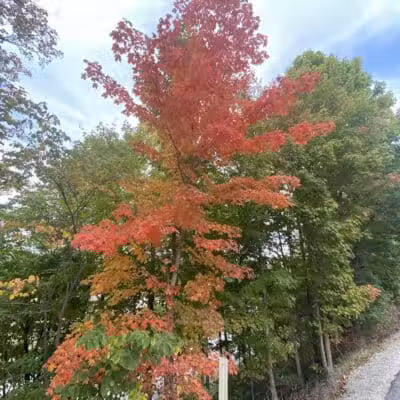 City of Sidney, Ohio Tawawa Park - Sidney, OH