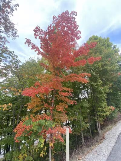 City of Sidney, Ohio Tawawa Park - Sidney, OH