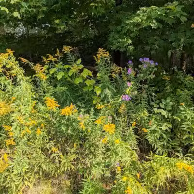 Shadow Lake Picnic Area - Solon, OH